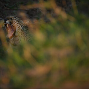 du toit photography -Luangwa Leopard - A lazy Luangwa leopard yawns beyond the orange and green hues of wild grass (South Luangwa, Zambia).