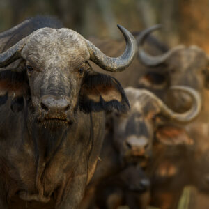 african wildlife photography