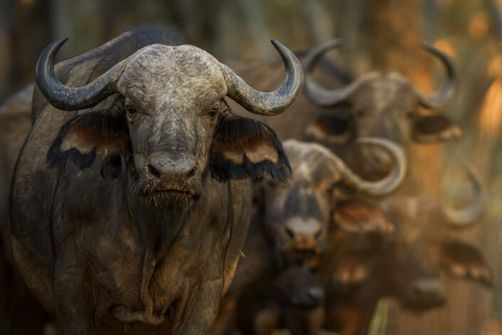 african wildlife photography