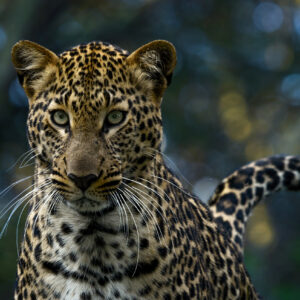 panoramic photography