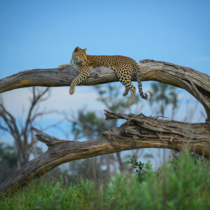 greg du toit photography - leopard photo from the Okavango