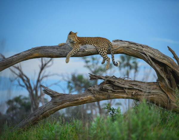 greg du toit photography - leopard photo from the Okavango