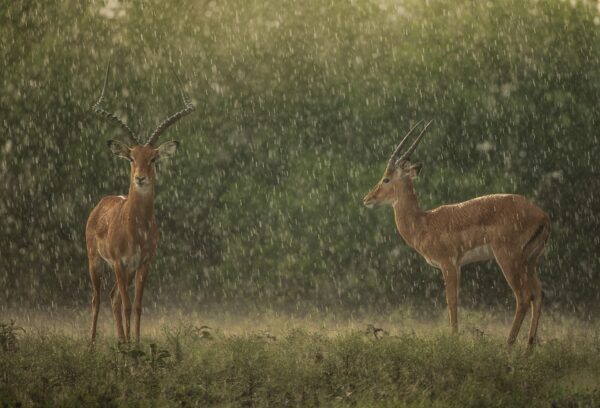 Unique wildlife photographic fine art prints - African Rain
