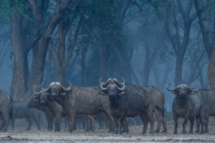Greg du Toit - Fine Art Wildlife Prints from Africa