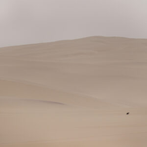 wildlife photography from Namibia - brown hyena