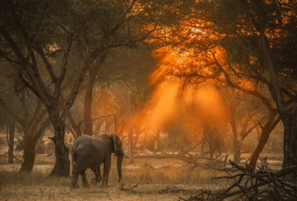 GDT authentic africa print - Serengeti Elephant sunset