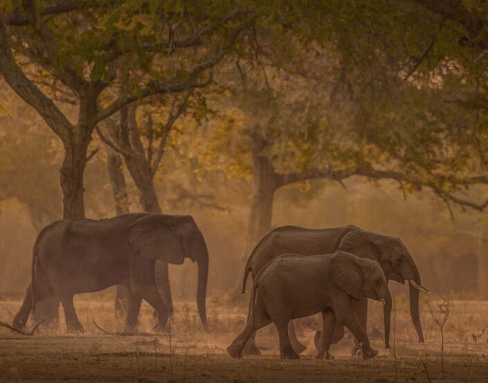 Fine art wildlife prints - Elephants by Greg du Toit
