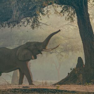 Original African Fine Art Photographic Prints by Greg du Toit - Elephant