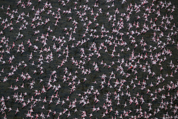 flamingo photo print-Flamingos in Flight - Flying low over a shallow soda lake in Northern Kenya the flamingos own shadows add a marble-like texture to the background.