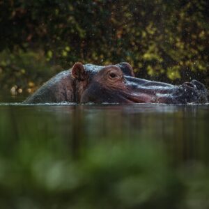 Greg du Toit fine art wildlife photographic prints - Hippo