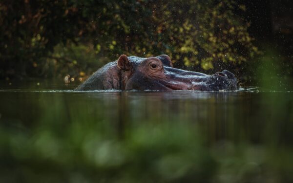 Greg du Toit fine art wildlife photographic prints - Hippo