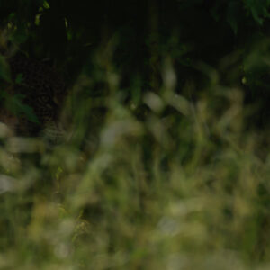 fine art wildlife - by African wildlife photographer greg du Toit