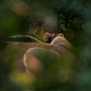 Distinctive lion photography by Greg du Toit - Fine art wildlife prints