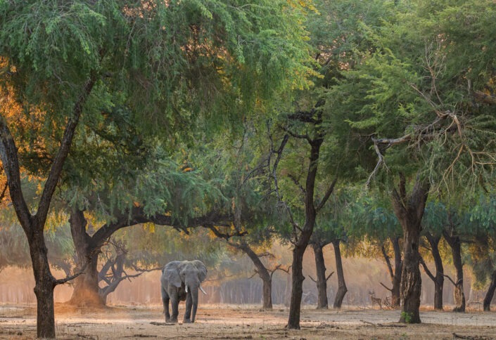 African fine art wildlife photographic prints - Greg du Toit