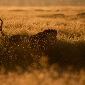 Golden hour wildlife photography - Fine art lion prints by Greg du Toit