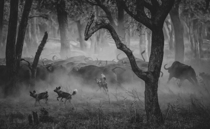 Fine art black & white wildlife photographic prints by Greg du Toit