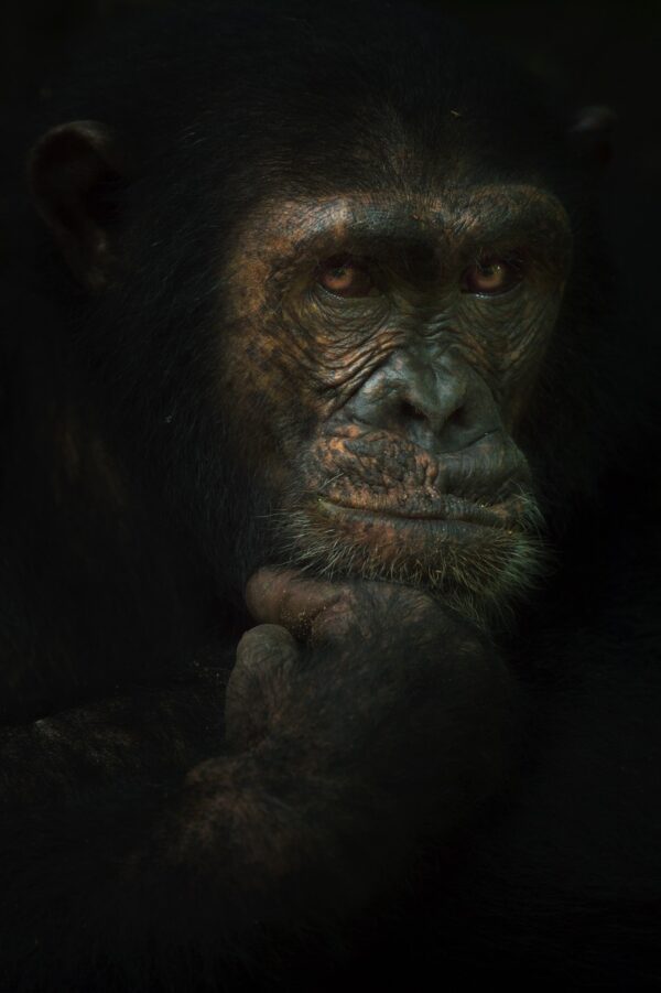 Iconic African Wildlife Portrait by Greg du Toit