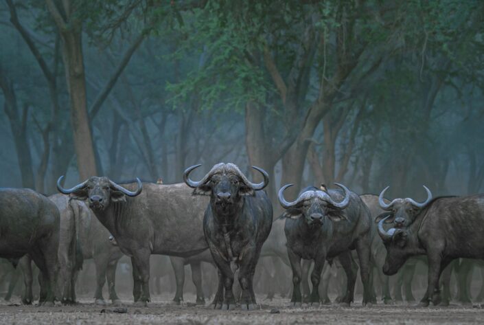 Fine art African wildlife prints - Greg du Toit