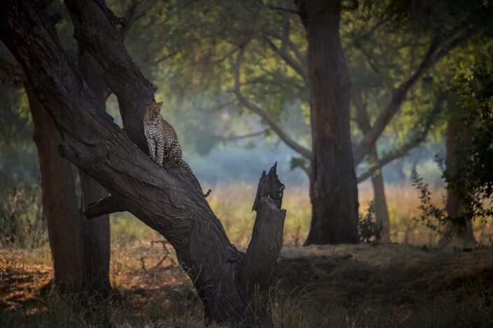 Leopard wildlife fine art photographic print by Greg du Toit