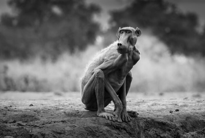 a GDT signature print