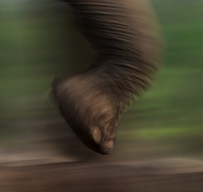 elephant energy is a gdt signature print by greg du toit photographer