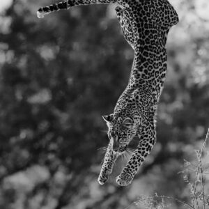 greg du toit photography