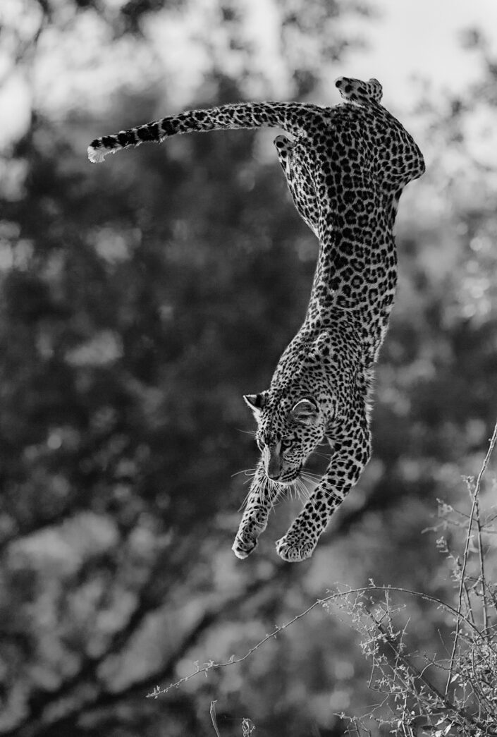 greg du toit photography