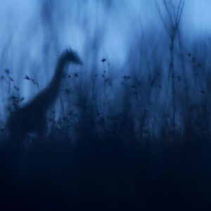 blue hour photography