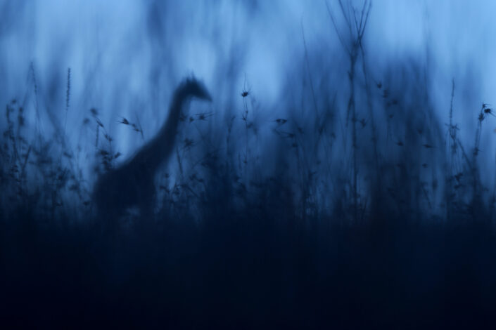 blue hour photography