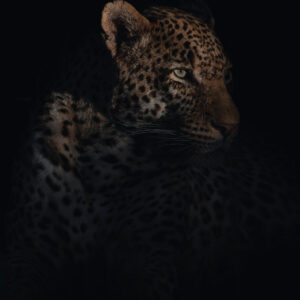 leopard portrait -Leopards are fiercely territorial and if you spend enough time in one place you get to know them personally. This leopard was one of my all-time favourites. His name was Tyson, due to his propensity to not shy away from a brawl. Here he sits aloft a termite mound, softly lit from the side by a spotlight. Note the nick on the bridge of his nose (Sabi Sand, South Africa).