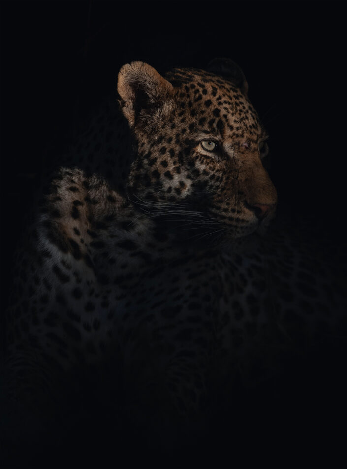 leopard portrait -Leopards are fiercely territorial and if you spend enough time in one place you get to know them personally. This leopard was one of my all-time favourites. His name was Tyson, due to his propensity to not shy away from a brawl. Here he sits aloft a termite mound, softly lit from the side by a spotlight. Note the nick on the bridge of his nose (Sabi Sand, South Africa).