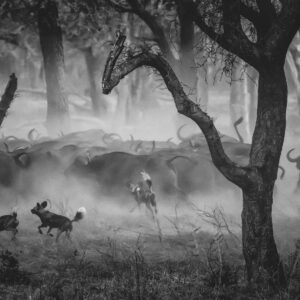 greg du toit photography