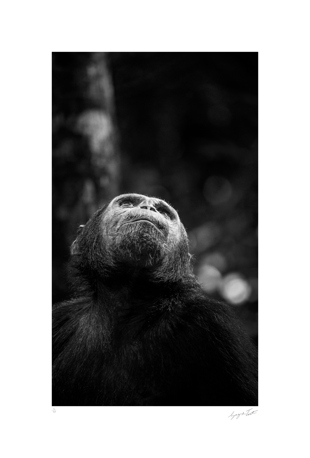 greg du toit photography