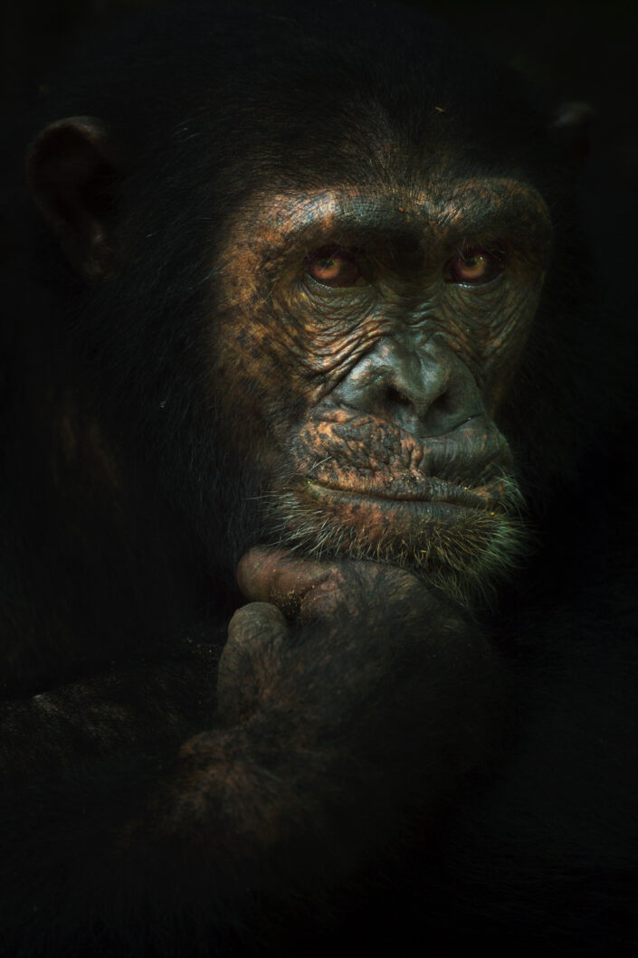 africas best wildlife photographers