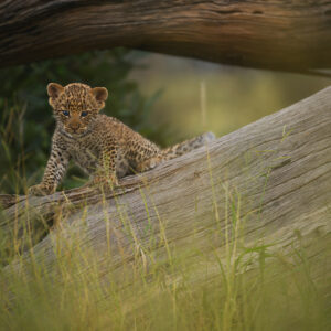 greg du toit signature print - a cute leopard cub in the Okavango Delta