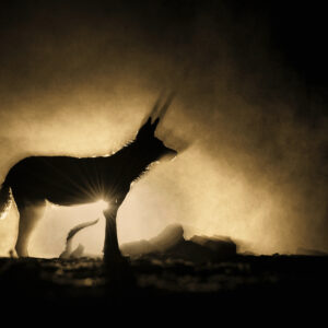greg du doit wildlife photography